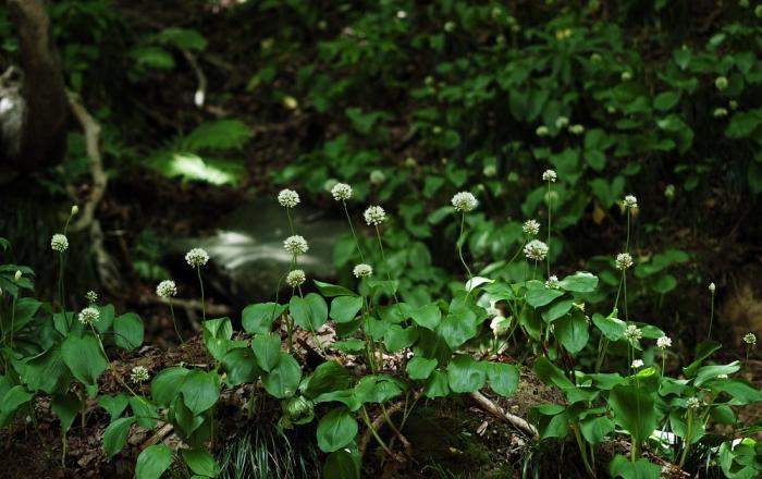 국립수목원, 울릉산마늘 새로운 한국특산식물로 발표