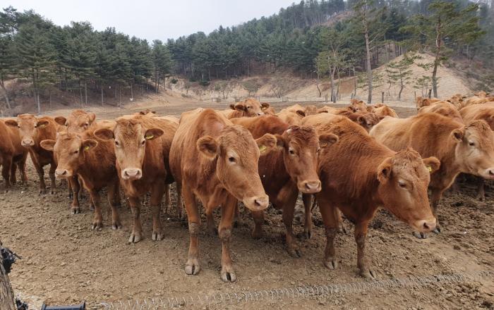 한우 가격 폭락에 유전정보를 활용한 개체수 조정 추진