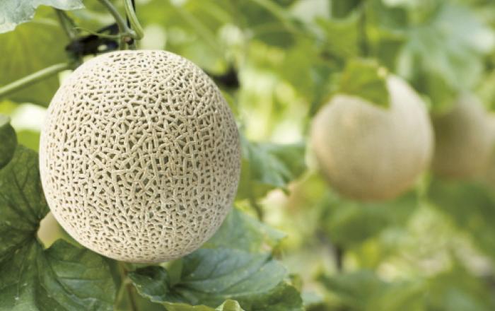 대한민국 NO.1 곡성멜론 2023년 첫 출하 시작