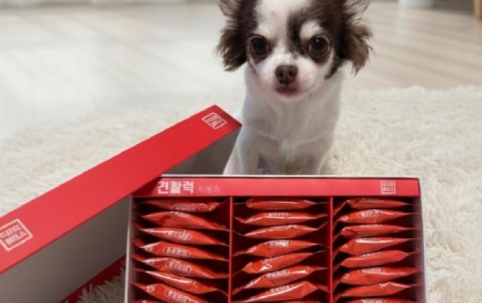 반려견 종합 건강 관리 솔루션 ‘견활력’ 정식 출시