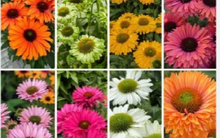 꽃이 수익이 되는 시대… 전문 농가를 위한 ‘Sunseeker 에키네시아’ 모종 공급 개시