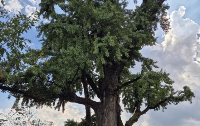 영화 ‘왕사남’ 열풍에… 경북도, 단종·금성대군 깃든 은행나무 ‘국가산림문화자산’ 추진
