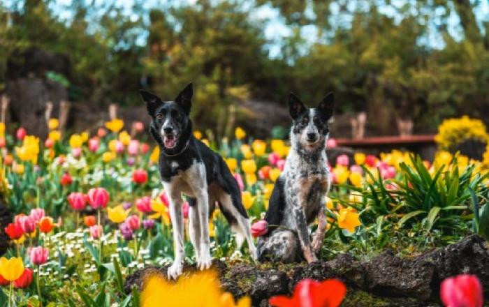 제주 허브동산, 4~5월 ‘반려견 동반 방문객’ 입장료 50% 할인 이벤트 진행