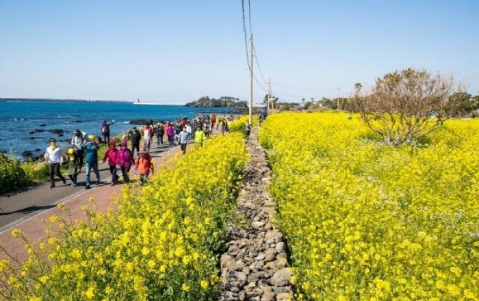 제28회 서귀포 유채꽃국제걷기대회, 3월 28~29일 개최