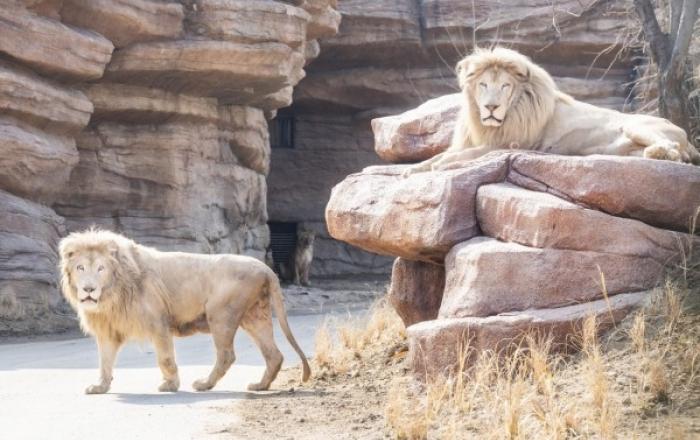 에버랜드, 더 와일드해진 새로운 ‘사파리월드’ 1일 오픈