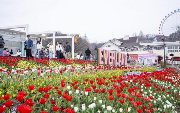 튤립부터 사파리·불꽃쇼·서커스까지 ‘역대급 조합’ 통했다 봄나들이 핫플 인기… 에버랜드 튤립축제 ‘화제’