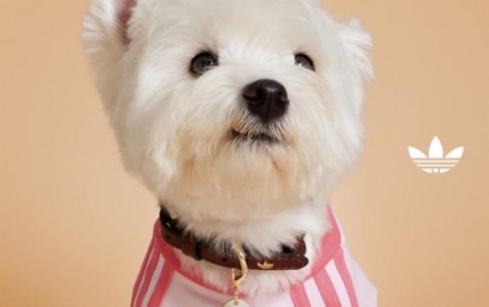 아디다스 오리지널스, 반려동물을 위한 펫 컬렉션 출시