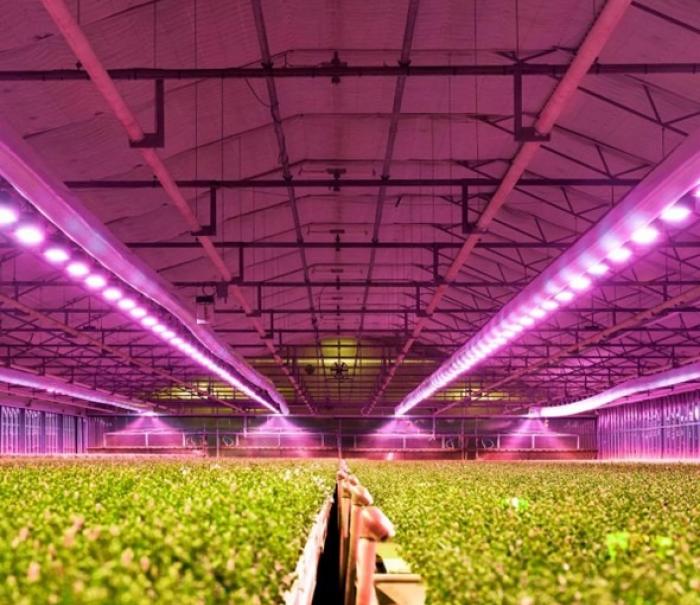 ams OSRAM, 원예용 조명을 위한 OSCONIQ™ P 3737 Gen 3 LED 제공