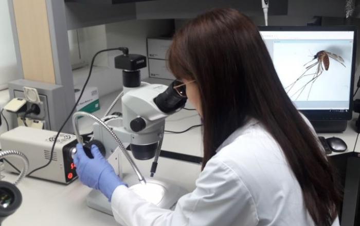 대전서 올해 첫 일본뇌염 매개 ‘작은빨간집모기’ 발견